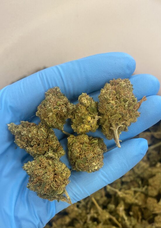 CBD Hanfblüten LONDON CAKE – Süßes Aroma, Voller Geschmack & Tiefe Entspannung